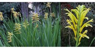 Chasmanthe ducketti Afrika Bayrağı Aslan Pençesi Çiçeği