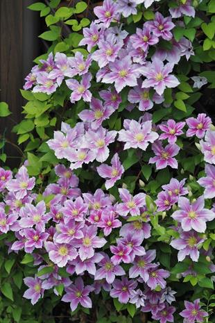 Clematis Orman Asması fidanı - Piilu