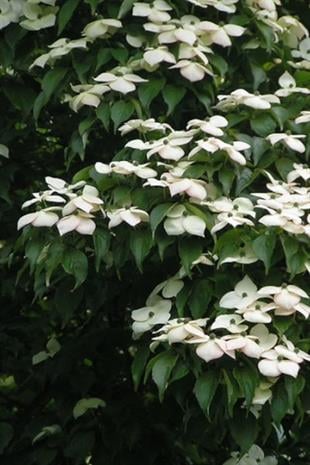 Cornus kousa chinensis Kuza Kızılcık fidanı