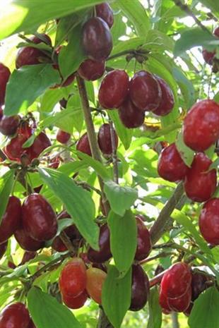 Cornus mas Yalova Aşılı Kızılcık fidanı