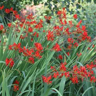 Crocosmia lucifer Şeytan Çatlatan Soğanı