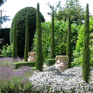 Cupressus sempervirens Totem Selvi Servi fidanı
