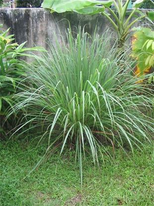 Cymbopogon citratus Lemon grass lemon limon çimi fidesi