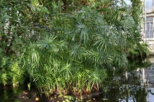 Cyperus alternifolius Japon şemsiyesi bodur papirus fidanı