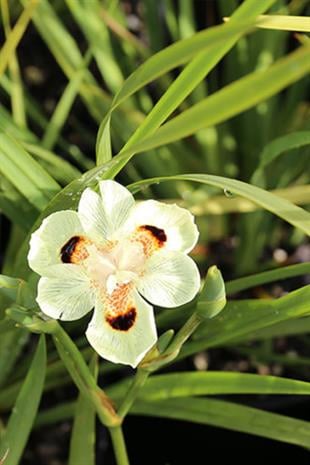 Dietes bicolor Afrika iris fidesi