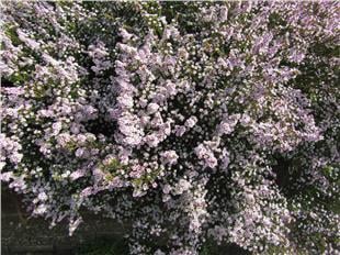 Diosma hirsuta Pink Fountain Tüylü buhu fidanı