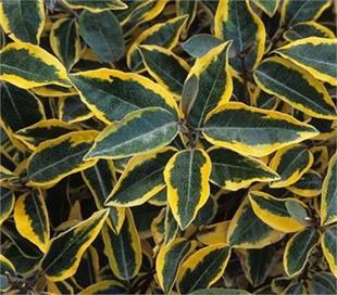 Elaeagnus ebbingei Viveleg Süs İğdesi fidesi