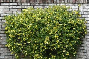 Gelsemium sempervirens