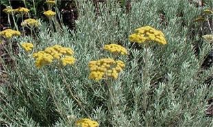 Helichrysum italicum Alaycık Çiçeği Ölmez çiçek Altın otu fidanı