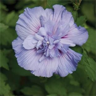 Hibiscus syriacus Blue chiffon Gül Hatmi fidanı
