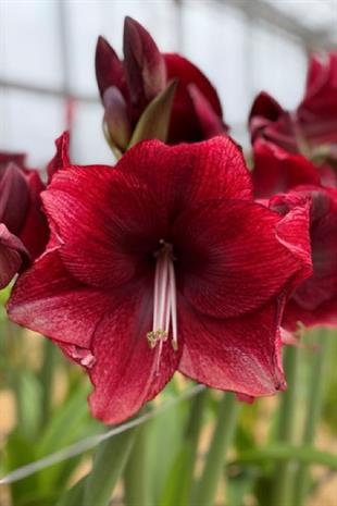 Hippeastrum Amaryllis Soğanı (Güzel Hatun Çiçeği Soğanı) Daphne