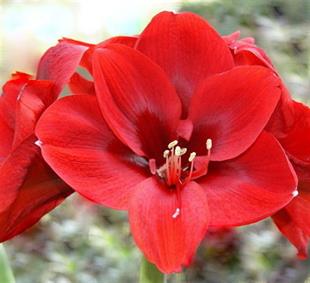 Hippeastrum Amaryllis Soğanı (Güzel Hatun Çiçeği Soğanı) Liberty