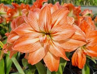 Hippeastrum Amaryllis Soğanı (Güzel Hatun Çiçeği Soğanı) Lady Jane