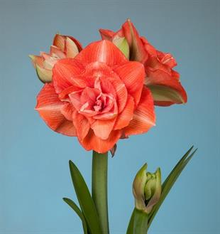 Hippeastrum Amaryllis Soğanı (Güzel Hatun Çiçeği Soğanı) Benito