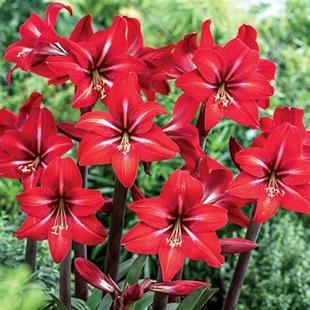 Hippeastrum Amaryllis Soğanı (Güzel Hatun Çiçeği Soğanı) Red Fire