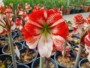 Hippeastrum Amaryllis Soğanı (Güzel Hatun Çiçeği Soğanı) Table Dance