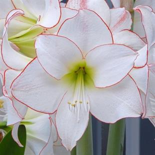 Hippeastrum Amaryllis Soğanı (Güzel Hatun Çiçeği Soğanı) Picotee