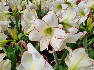 Hippeastrum Amaryllis Soğanı (Güzel Hatun Çiçeği Soğanı) Picasso