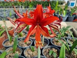 Hippeastrum Amaryllis Soğanı (Güzel Hatun Çiçeği Soğanı) Bogota