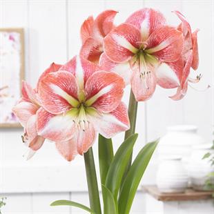 Hippeastrum Amaryllis Soğanı (Güzel Hatun Çiçeği Soğanı) Strong King