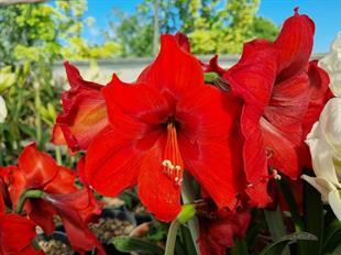 Hippeastrum Amaryllis Soğanı (Güzel Hatun Çiçeği Soğanı) floris Hekker