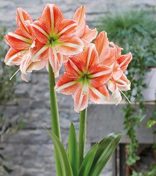Hippeastrum Amaryllis Soğanı (Güzel Hatun Çiçeği Soğanı) Vondel Park