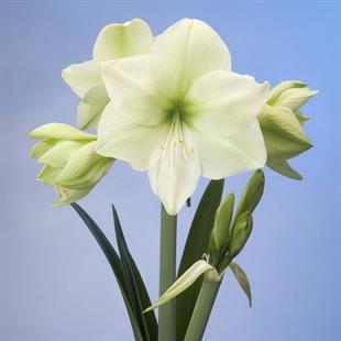 Hippeastrum Amaryllis Soğanı (Güzel Hatun Çiçeği Soğanı) Luna