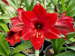 Hippeastrum Amaryllis Soğanı (Güzel Hatun Çiçeği Soğanı) Arabian Night