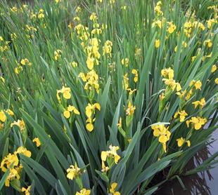 Iris laevigata Sarı İris Süsen fidesi,Yumrusu