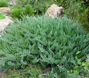 Juniperus horizontalis Yayılıcı ardıç sürünücü ardıç fidanı