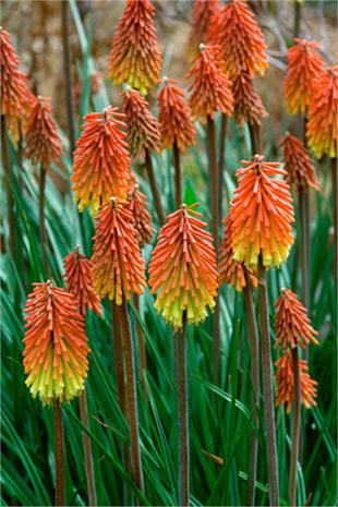 Kniphofia uvaria Meşale Zambağı Fener Çiçeği fidesi
