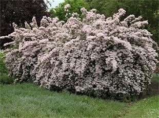 Kolkwitzia amabilis Pink cloud güzellik çalısı fidanı