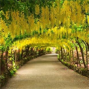 Laburnum anagyroides Sarı Salkım fidanı
