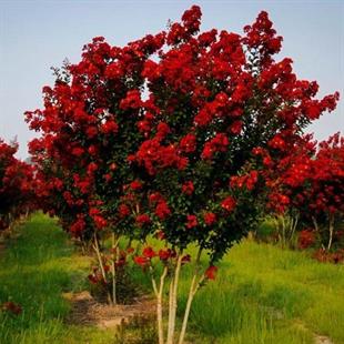 Lagerstroemia indica Hint Leylağı Kırmızı Oya ağacı fidanı