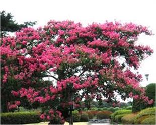 Lagerstroemia indica Hint Leylağı Oya ağacı fidanı