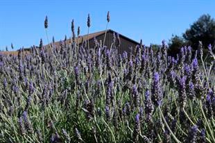 Lavandula Dentata Fransız Lavanta fidesi