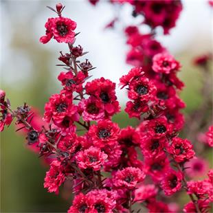Leptospermum scop Rouge double okyanus mersini manuka çay ağacı