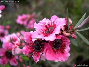 Leptospermum scop. Coral candy okyanus mersini manuka çay ağacı