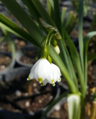 Leucojum aestivum Loddon Zambağı Göl soğanı fidesi