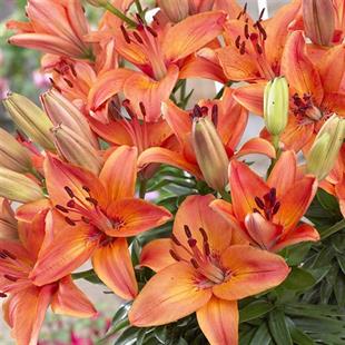 Lilium Lilyum zambak soğanı - Abbeville's pride