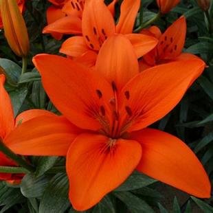Lilium Lilyum zambak soğanı - Orange Summer