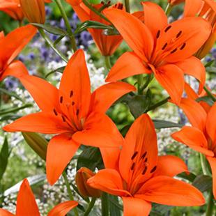 Lilium Lilyum zambak soğanı - Orange Ton