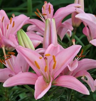 Lilium Lilyum zambak soğanı - Silla