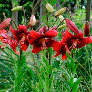 Lilium Lilyum zambak soğanı - Strawberry event