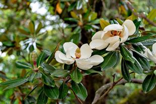 Magnolia grand. Manolya fidanı Galissonniere