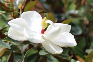 Magnolia grandiflora Manolya fidanı Francois Treyve