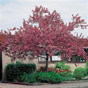 Malus floribunda Süs elması fidanı