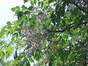 Melia azedarach Tesbih Ağaçı