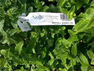 Mentha spicata Morocco Fas nane fidesi