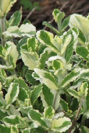 Mentha suaveolens variegata Ananas Kokulu Nane fidesi